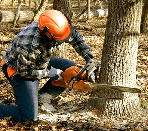 Tree Removal in Woodson, TX